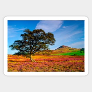 Autumn Moorland Heather on the North York Moors Sticker